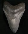 Megalodon Tooth - Georgia River Find #7471-1